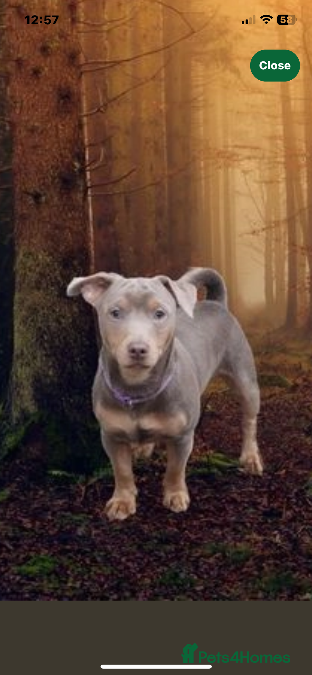 Jack Russell dogs for stud: Vinny- miniature jack Russell for stud  - Advert 9