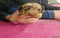 Miniature Dachshund dogs for sale: Miniature dashunds  - Image 7