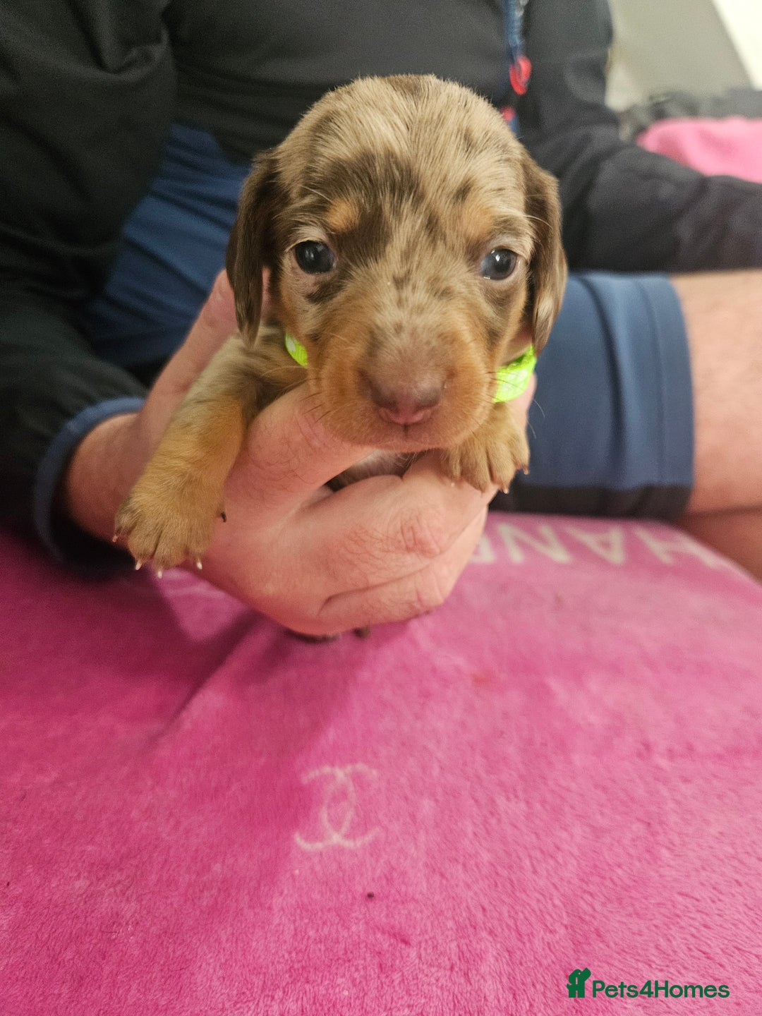 Miniature Dachshund dogs for sale: Miniature dashunds  - Image 7