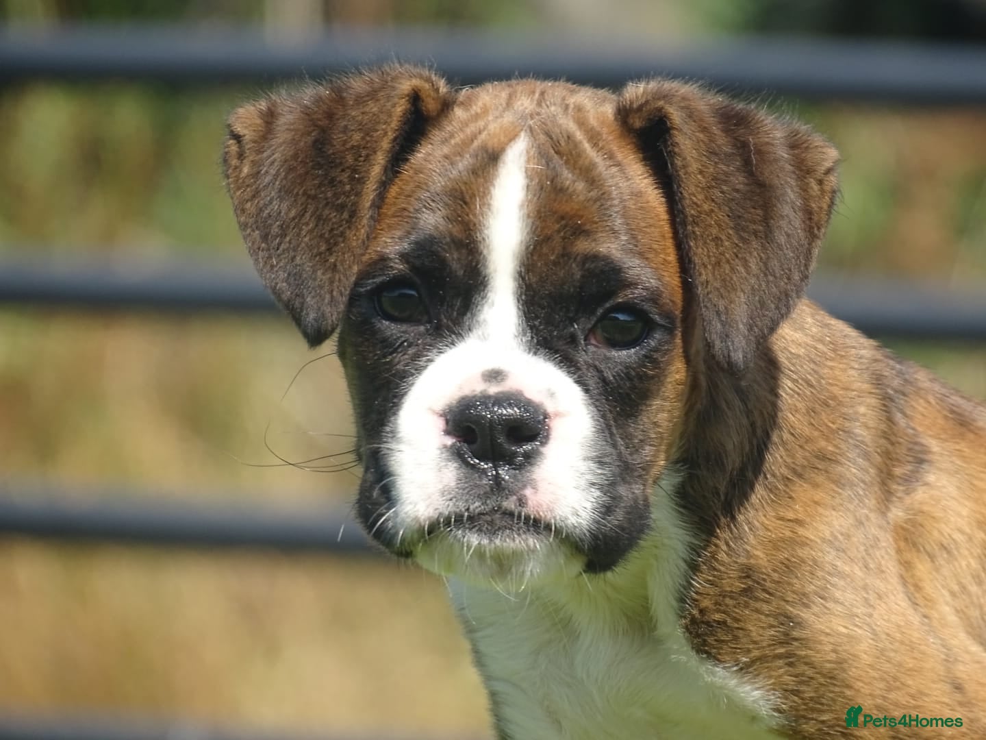 Boxer dogs Beautiful boxer puppy  - Advert 6