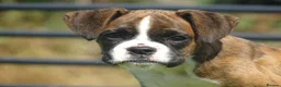 Boxer dogs for sale: Beautiful boxer puppy  - Advert 1
