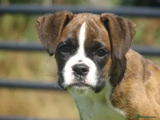 Boxer dogs Beautiful boxer puppy - Advert 4