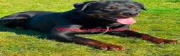 Rottweiler dogs for sale: ADRK German bloodline Rottweiler puppies     - Advert 13