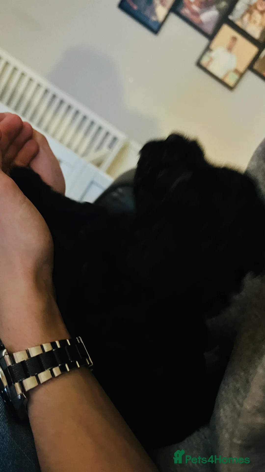 Cavapoo dogs for sale: Ready tomorrow - Advert 2