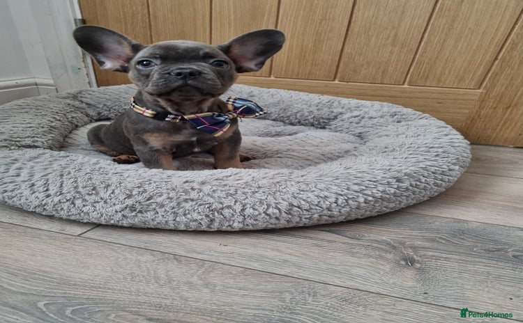 French Bulldog dogs - Advert 3