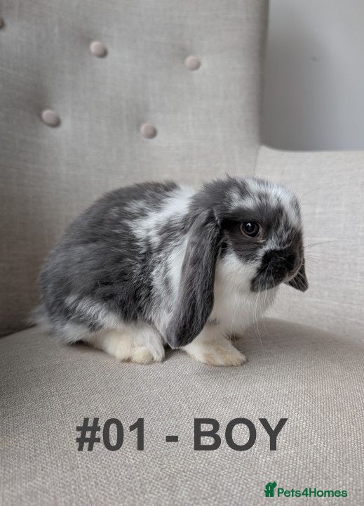 Mini Lop rabbits Exceptional Mini-Lops. Ready to Leave NOW - Advert 1