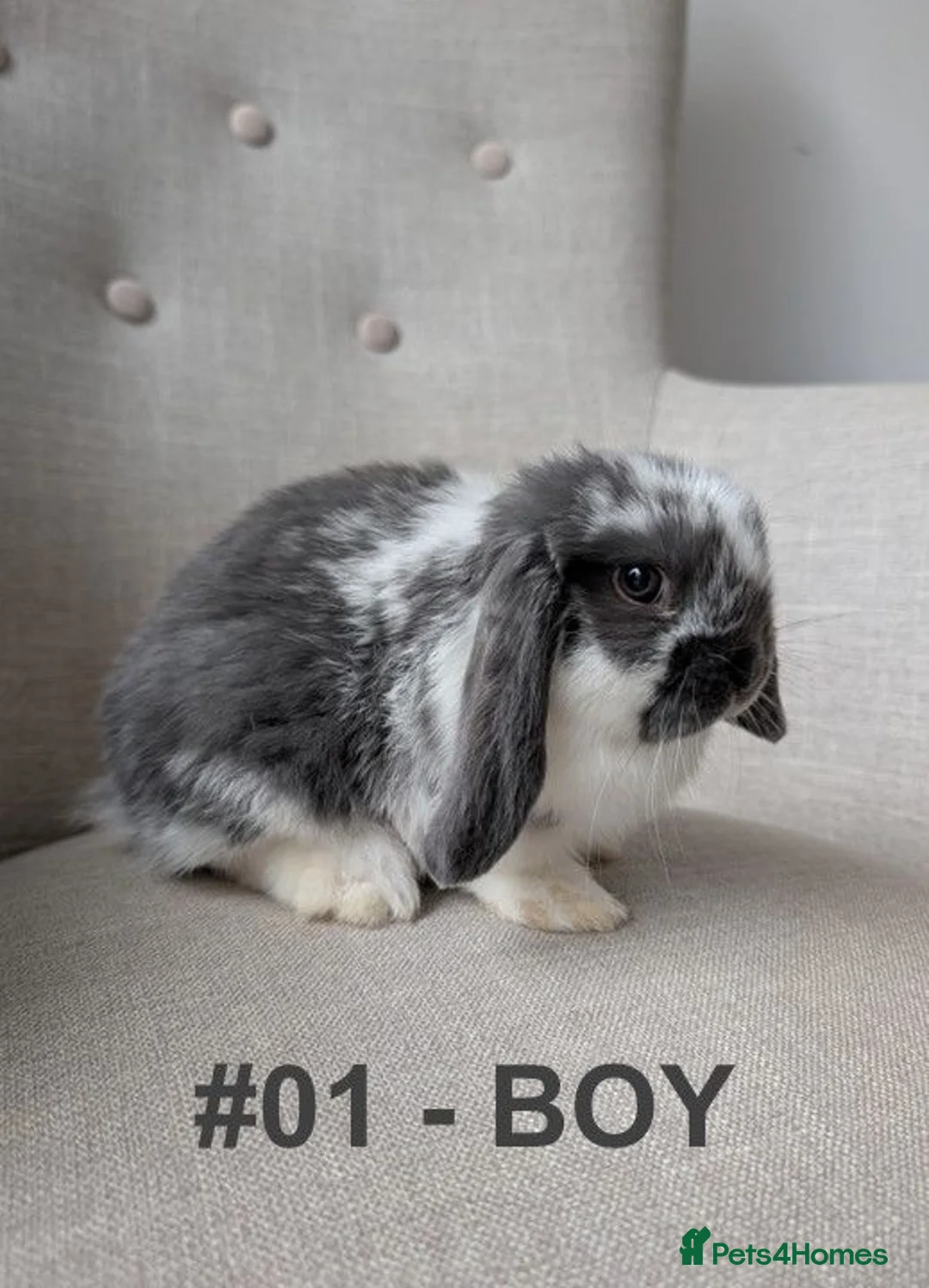 Mini Lop rabbits for sale: Exceptional Mini-Lops. Ready to Leave NOW - Advert 1