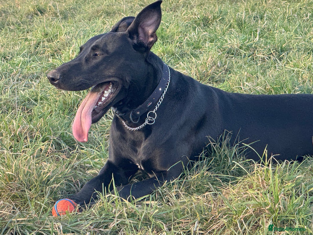 Mixed Breed dogs for sale: German shepherd cross staff  - Advert 2