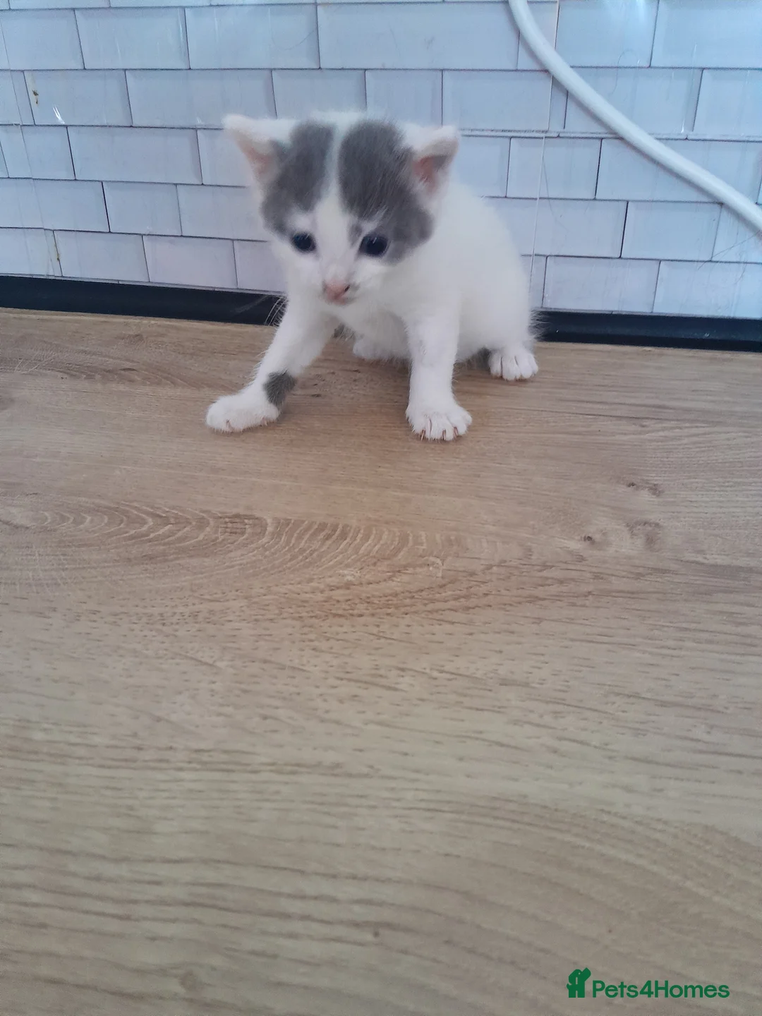 Mixed Breed cats for sale: Beautiful kittens  - Advert 5