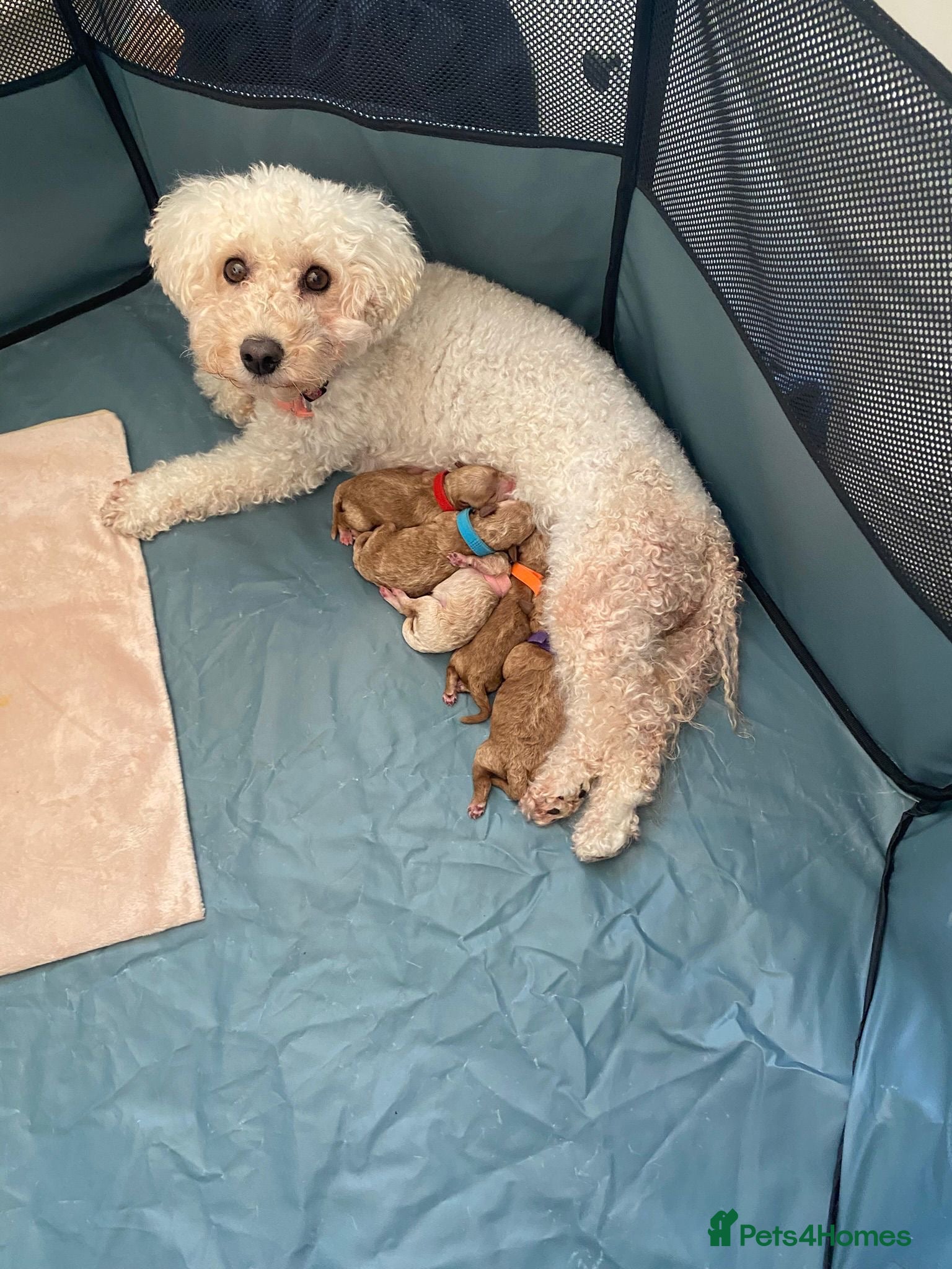 Poochon dogs ♥️🐶🧸 TINY ASIAN TOYS POOCHONS FOR SALE ♥️ - Advert 1