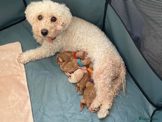 Poochon dogs ♥️🐶🧸 TINY ASIAN TOY POOCHONS FOR SALE ♥️ - Advert 2
