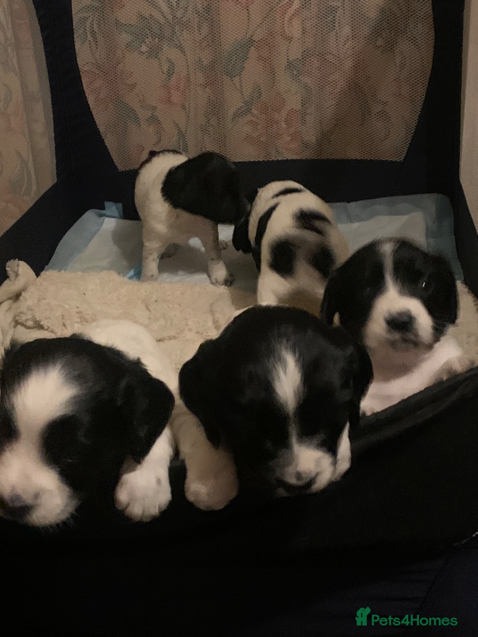 English Springer Spaniel dogs English Spinger Spaniel Puppies - Advert 1