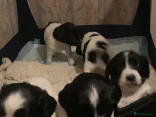English Springer Spaniel dogs English Spinger Spaniel Puppies - Advert 1