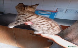 Mixed Breed cats for sale: 3 kittens, 9 weeks old, 1 male, 2 females - Image 4