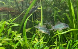 Corys fish for sale: Emerald Cory Splendens 1 male+1 female size 6 cm.  - Image 7