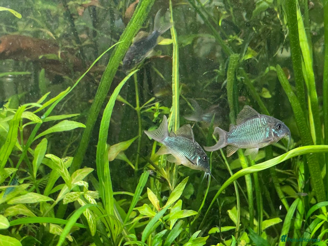 Corys fish for sale: Emerald Cory Splendens 1 male+1 female size 6 cm.  - Image 7