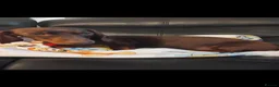 Miniature Dachshund dogs for sale: Miniature dachshund puppies for sale in spalding in Spalding - Advert 4