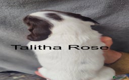 English Springer Spaniel dogs for sale: Highest Quality 8 DNA tested CLEAR KC reg puppies - Image 4