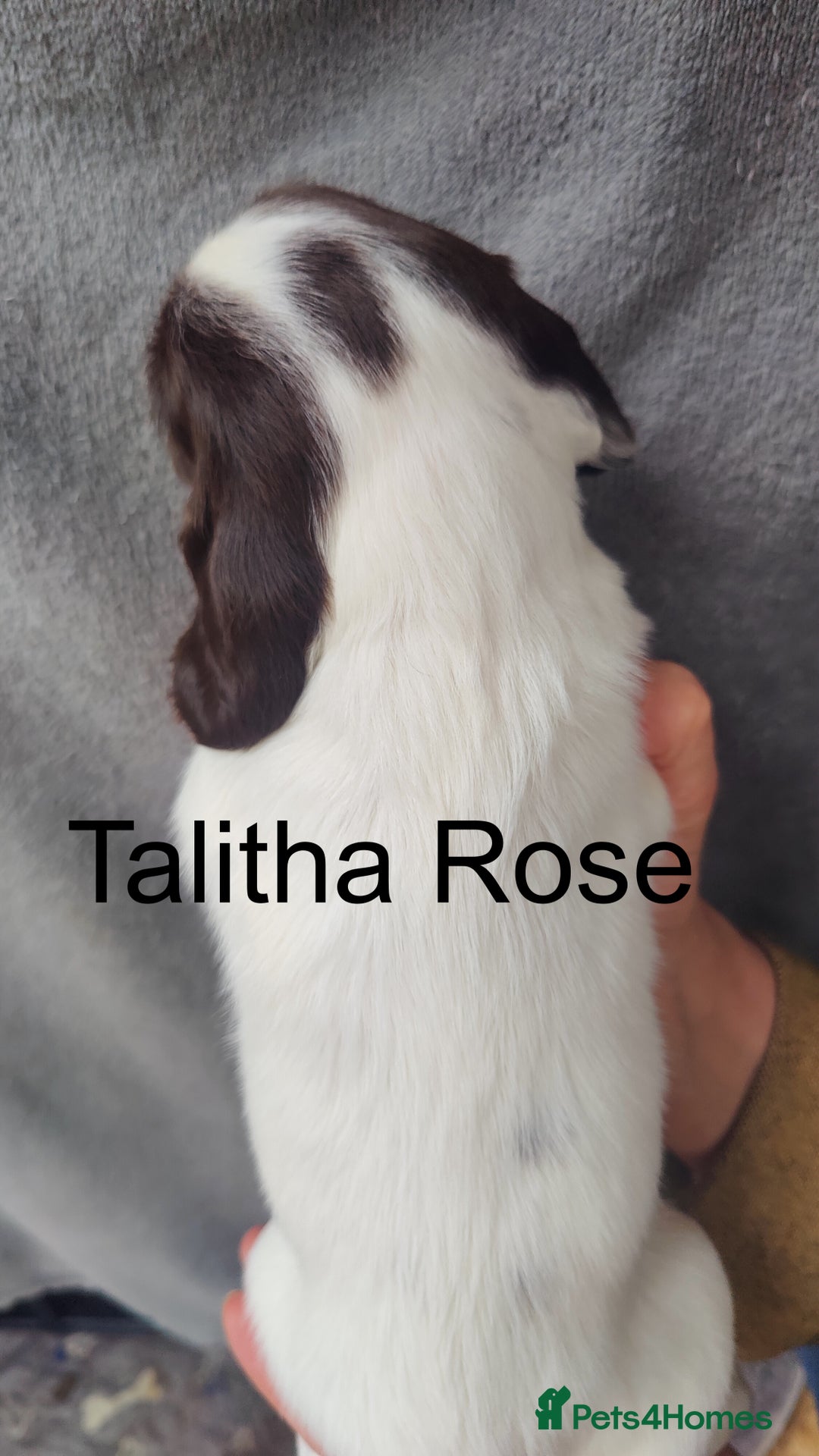 English Springer Spaniel dogs for sale: Highest Quality 8 DNA tested CLEAR KC reg puppies - Image 4