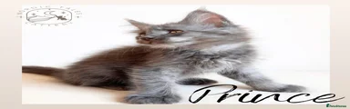 Prince 