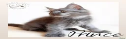 Maine Coon cats for sale: High Smoke, Smoke and Solid Pedigree Maine Coon’s - Advert 33