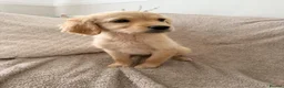 Goldador dogs for sale: A Special Litter of Goldador Puppies - Advert 6