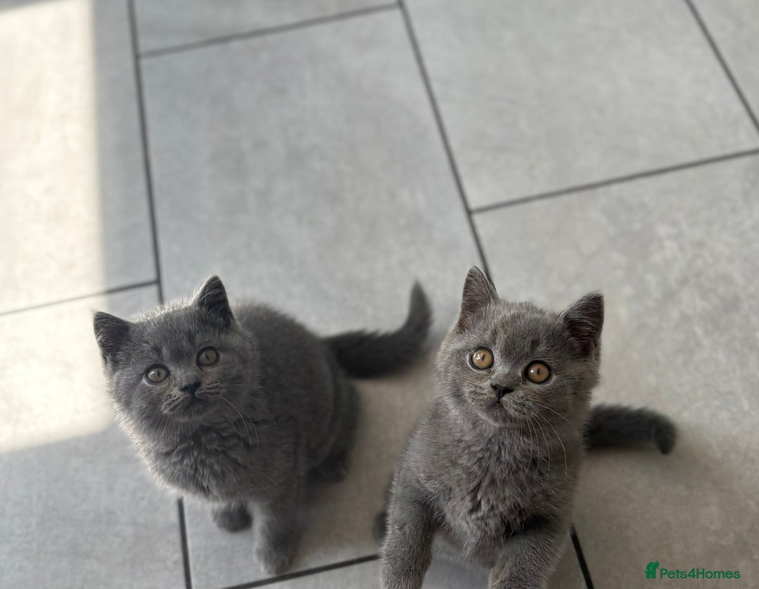 British Shorthair cats for sale: Stunning British Shorthair kittens - Image 6