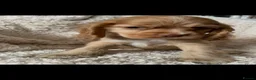Cocker Spaniel dogs for sale: Cocker spaniel puppies  - Advert 16