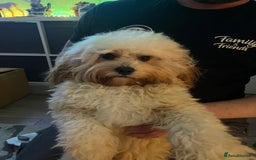 Cavapoo dogs for stud: Bambi - Image 3