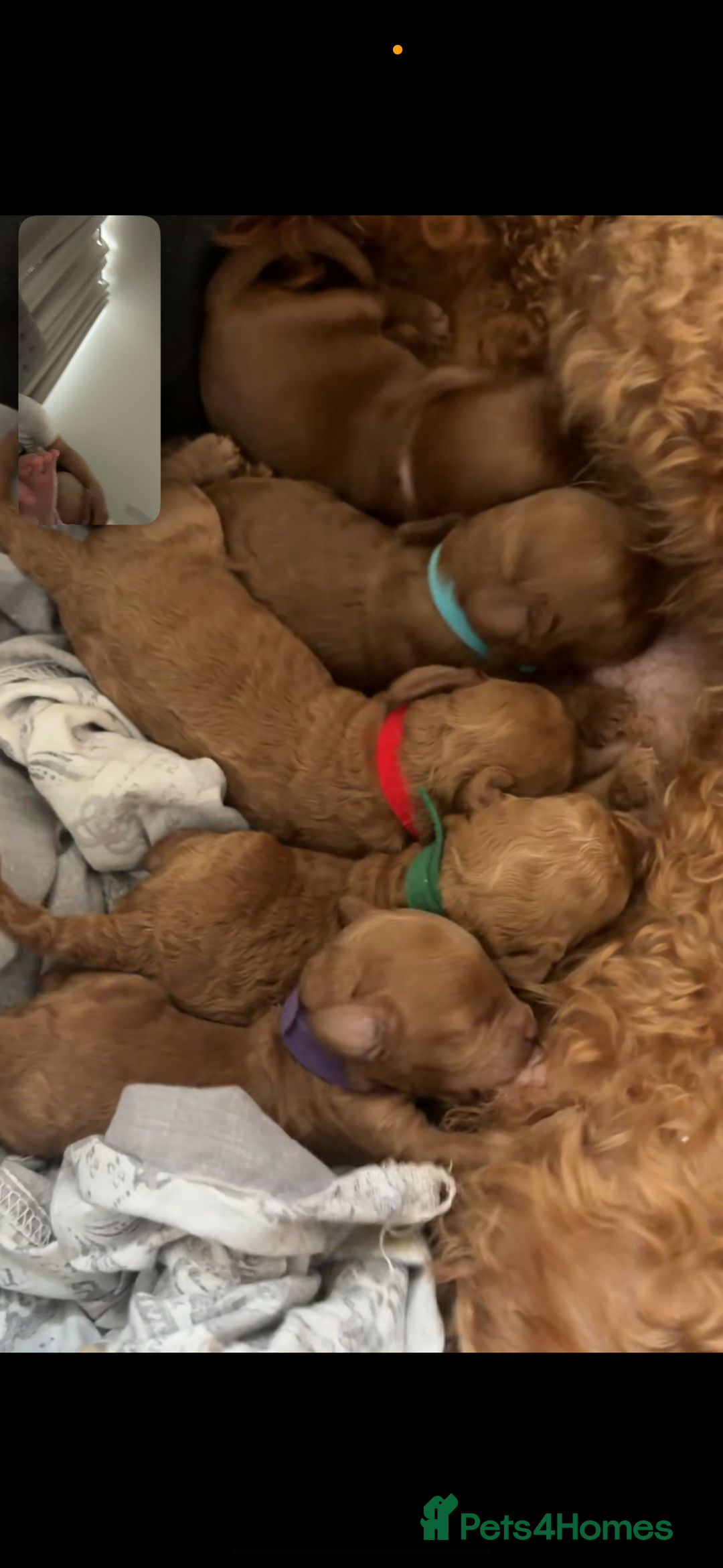 Miniature Poodle dogs for sale: Gorgeous apricot miniature poodle puppies - Image 11