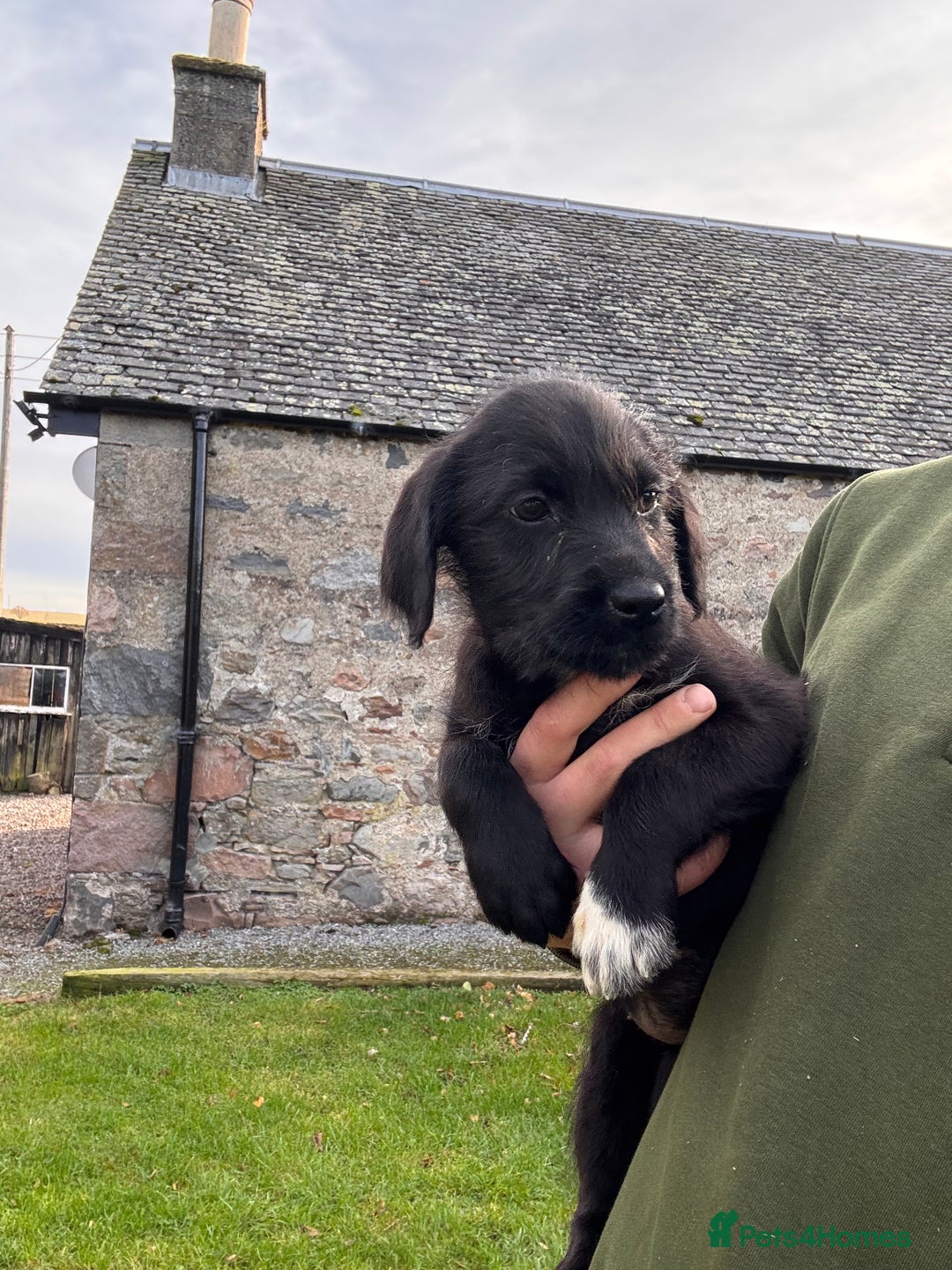 Labrador Retriever dogs for sale: Labrador x GWP bitch  - Advert 3