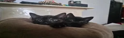 Mixed Breed cats for sale: Four beautiful, fluffy black tabby kittens  in Orpington - Advert 2