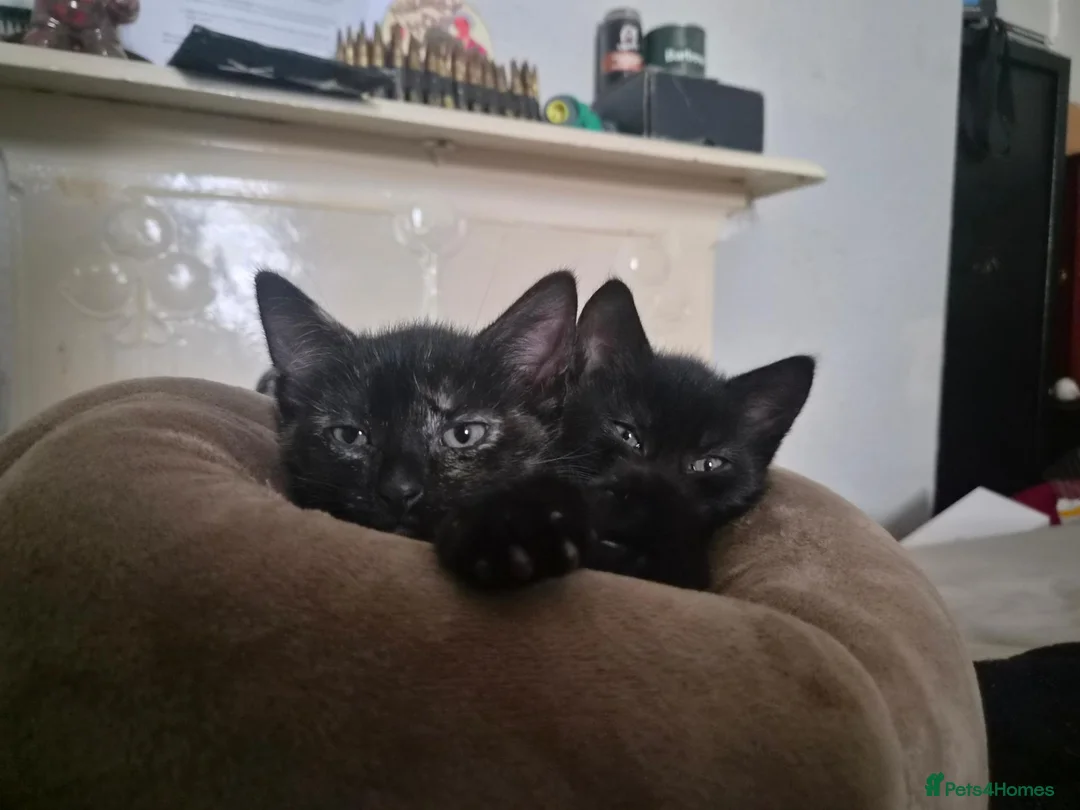 Mixed Breed cats for sale: Four beautiful, fluffy black tabby kittens  in Orpington - Advert 2