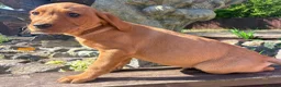 Labrador Retriever dogs for sale: Fox red Labrador  in Chichester - Advert 14