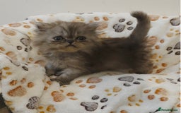 Persian cats for sale: Stunning Persian kittens ready 21st August - Image 2
