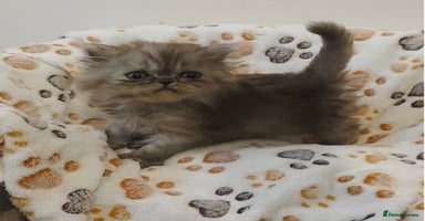 Persian cats - Advert 2