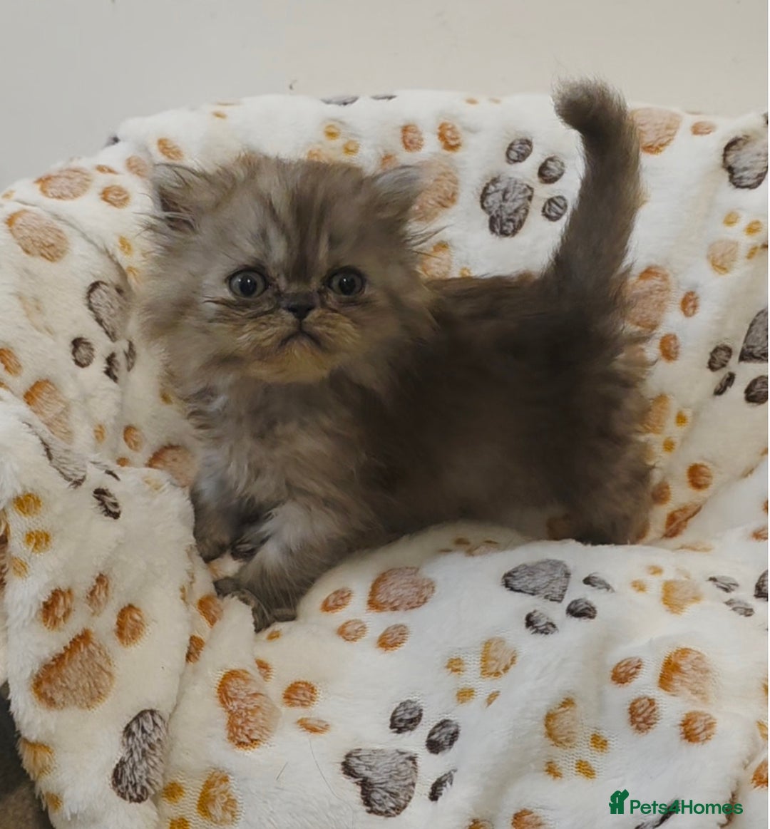 Persian cats for sale: Stunning Persian kittens ready 21st August - Image 2