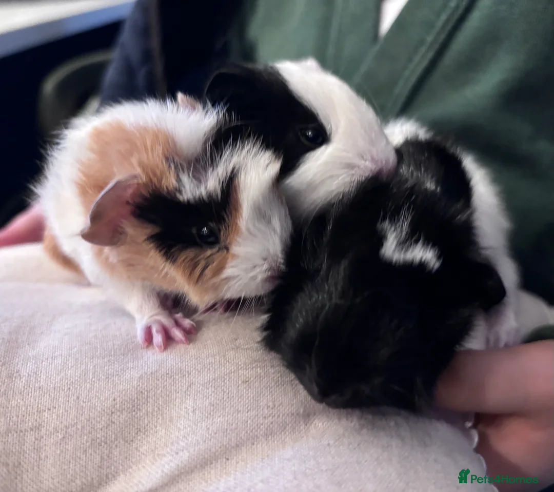 Guinea Pig rodents for sale: Cute Guinea pigs 1 female and 1 pair of brothers - Advert 1