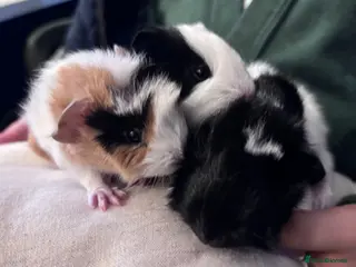 Guinea Pig rodents Cute Guinea pigs 1 female and 1 pair of brothers - Advert 15