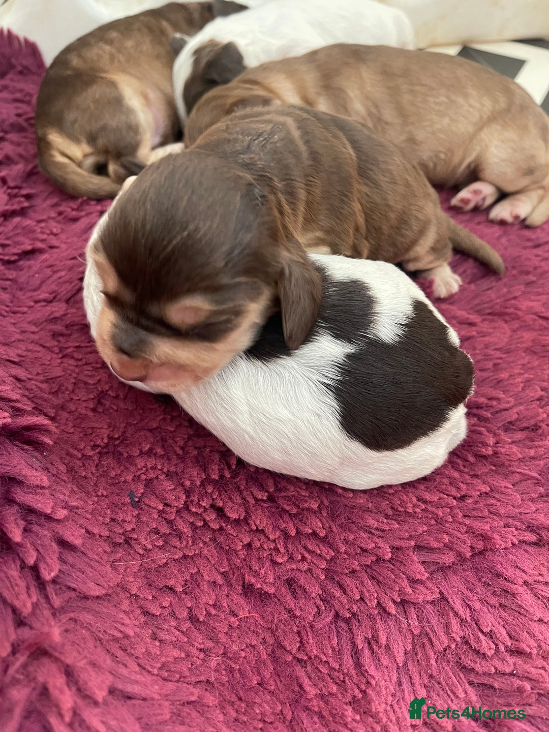 Cocker Spaniel dogs for sale: KC Show Cockers - 1 Girl , 3 Boys remaining! - Image 21