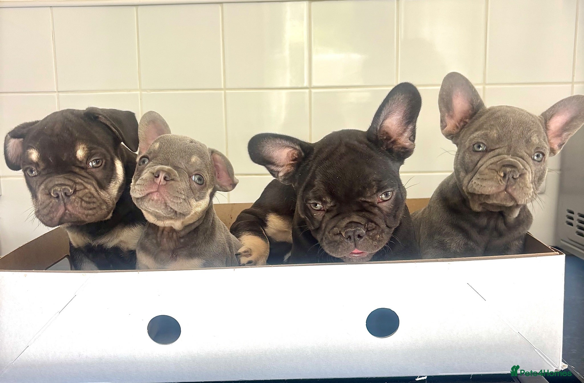 French Bulldog dogs 🩶🤍🤎 A Quality Box Of Frenchies 🩶🤍🤎 - Advert 1