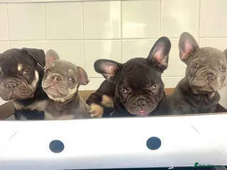 French Bulldog dogs 🩶🤍🤎 A Quality Box Of Frenchies 🩶🤍🤎 - Advert 1
