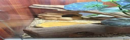 Leopard Gecko reptiles for sale: Leopard Gecko + Full Setup in Ipswich - Advert 8