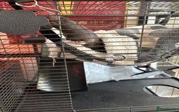 Rat rodents for sale: Rats looking for a new home  - Image 4