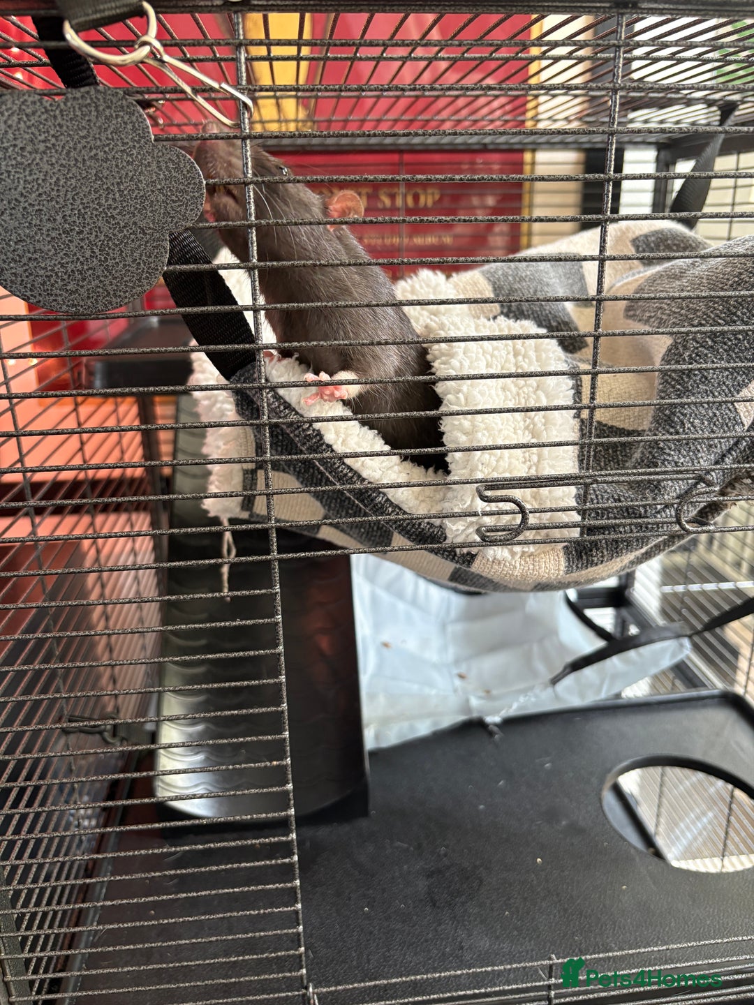Rat rodents for sale: Rats looking for a new home  - Image 4