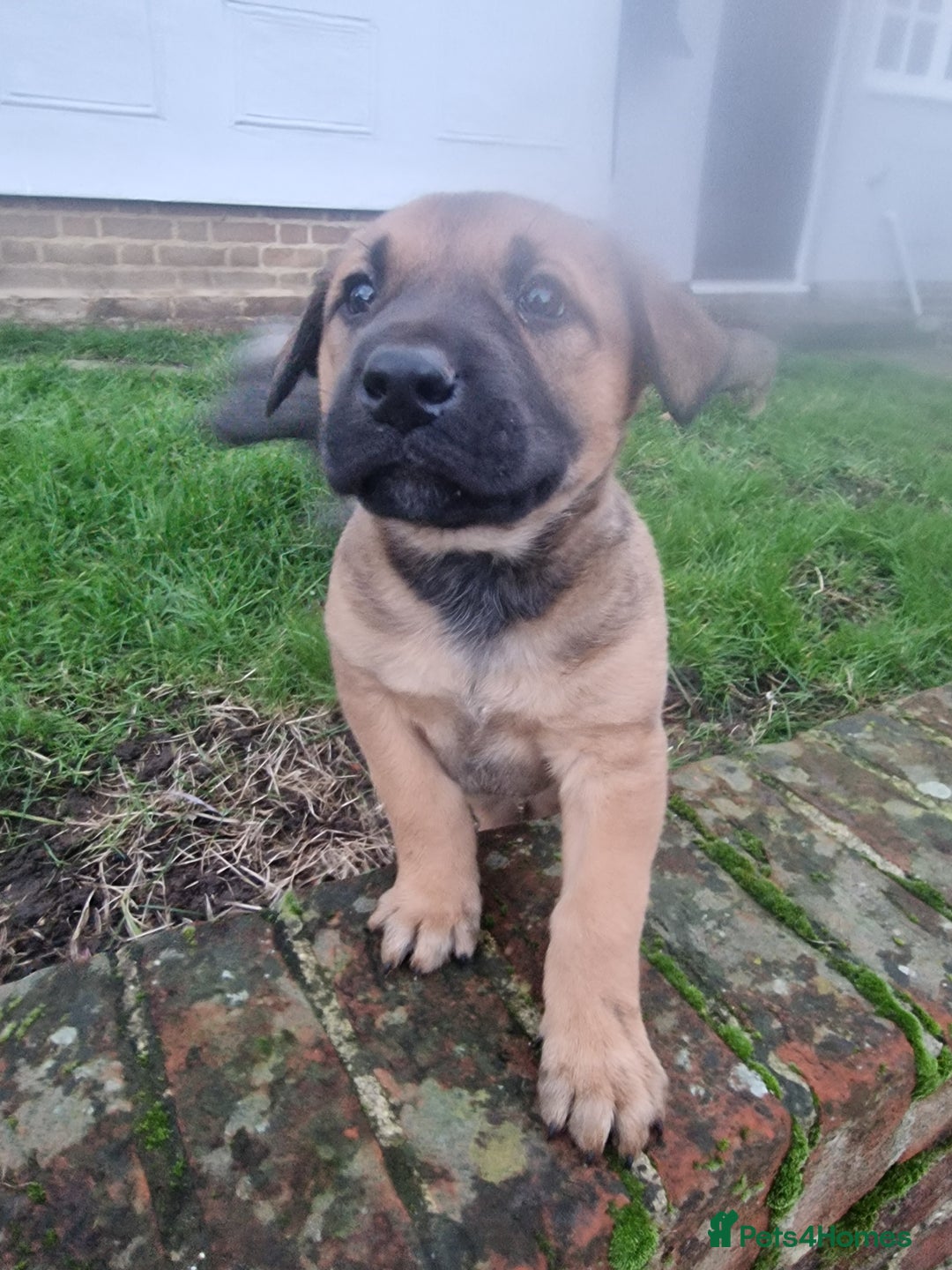 Mixed Breed dogs for sale: Dutch shepered X Doberman x malinois puppys  - Advert 8