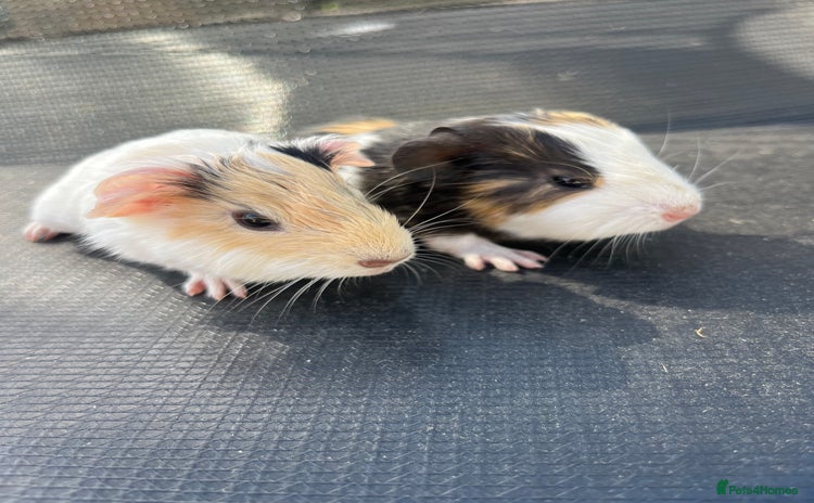 Guinea Pig rodents - Advert 7