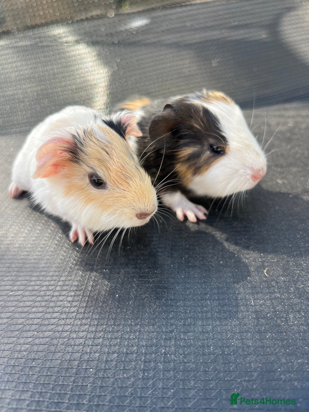 Guinea Pig rodents for sale: Boy baby guinea pigs - well handled  - Image 1