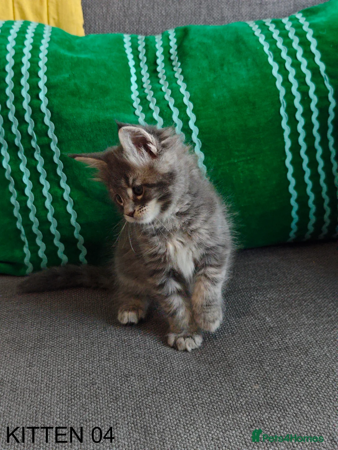 Maine Coon cats for sale: PURE BREED MAINE COON KITTENS READY EARLY MARCH - Advert 24