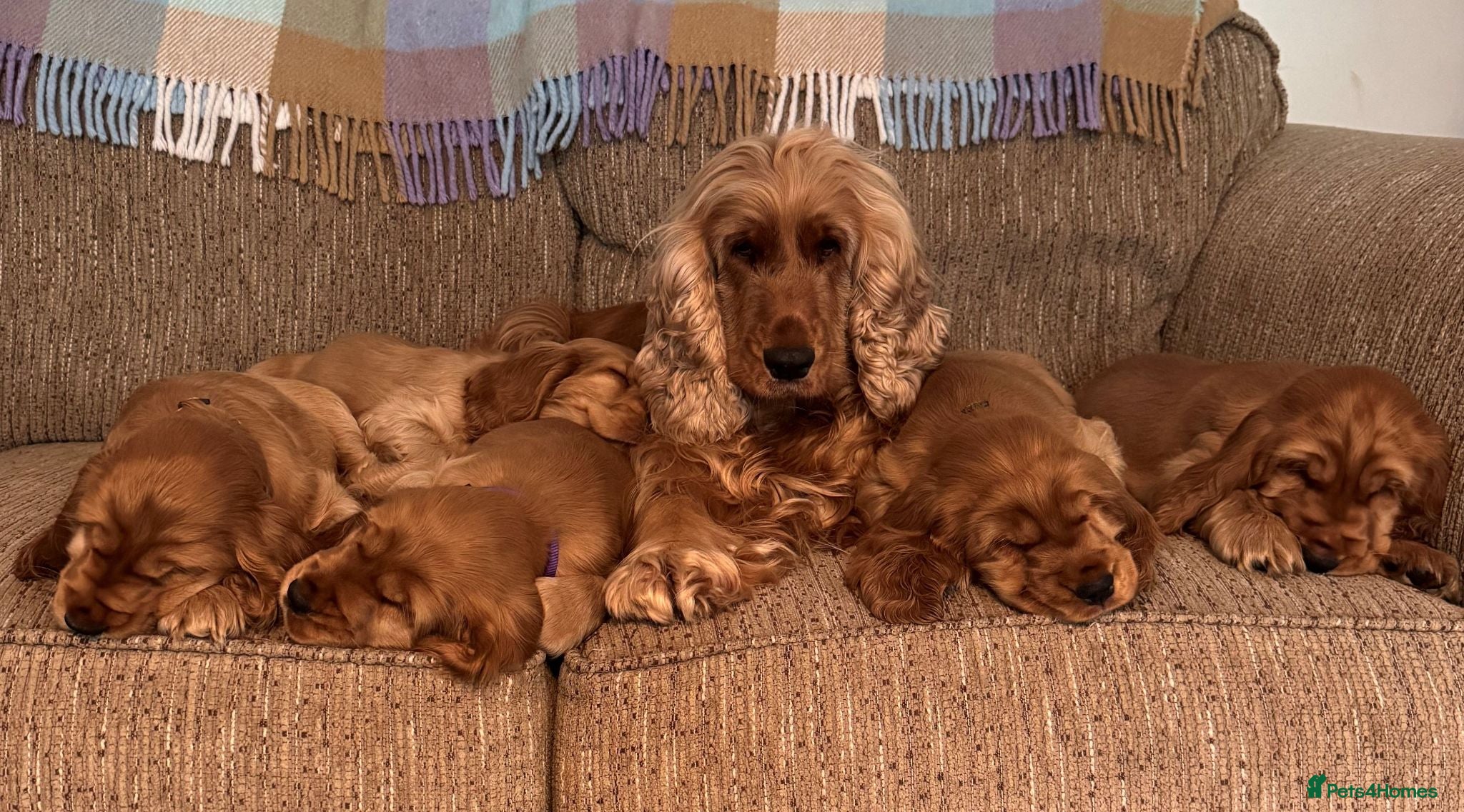 Cocker Spaniel dogs Cocker Spaniel (show), KC Registered, Solid Golden - Advert 3